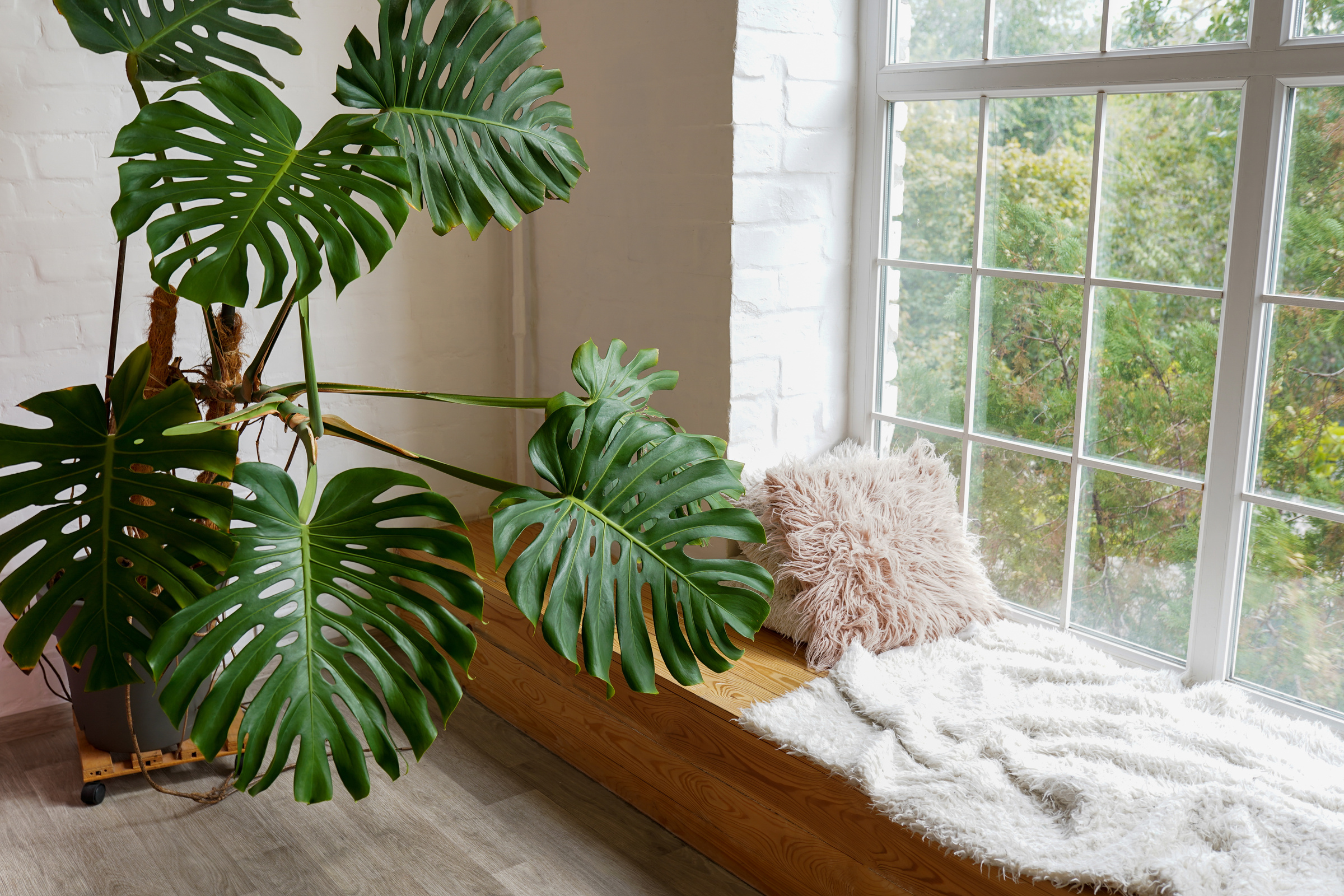 Cozy window sill with monstera and pillows indoors. Plants f